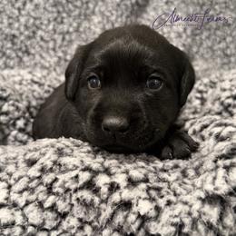 Green Boy - Black male Labrador Retriever puppy in Colorado from Albrecht Farms Labrador Retrievers