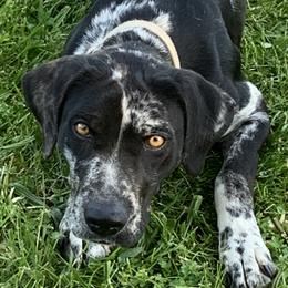 Serra - Catahoula Leopard Dog