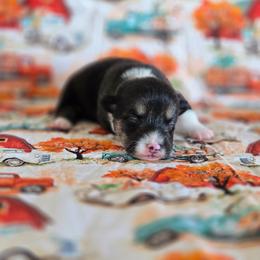 Hashbrown - Black and tan female Pembroke Welsh Corgi puppy in Briggsdale, Colorado from Lovebird Corgis
