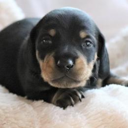 Dachshund Puppies from Chadwick Farms Mini Dachshunds
