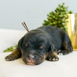 Linq - male Australian Mountain Doodle puppy in Spanish Fork, Utah from K Brand Doodles
