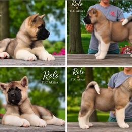 Rolo - Fawn male Akita puppy in Chillicothe, Missouri from TLC Akitas