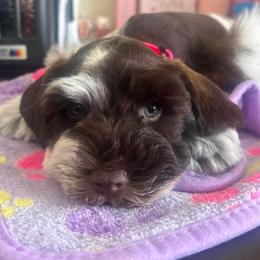 Hazel - Parti female Miniature Schnauzer puppy in Florida from Central Florida Schnauzers