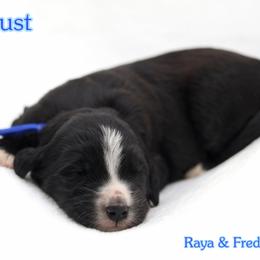 August - Black and white male Bernedoodle puppy in Diamond Bar, California from Furrytaildoodles