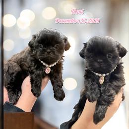 Noel - Black female Shih Tzu puppy in Hanford, California from MeMaw Shih Tzus