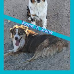 Australian Shepherd puppies from Legacy Ranch Australian Shepherds