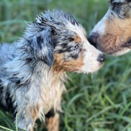 Blue Merle Male 2 - Australian Shepherd puppy in Mc Alisterville, Pennsylvania from Colibri Acres And Farm