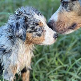 Blue Merle Male 2 - Australian Shepherd puppy in Mc Alisterville, Pennsylvania from Colibri Acres And Farm