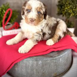 Willow - Brown merle female Aussiedoodle puppy in Ohio from Holley Doodles