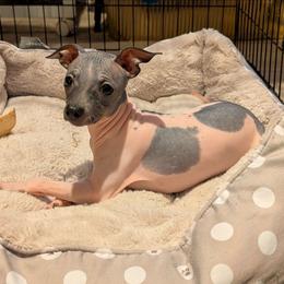 Turkey - White and black female American Hairless Terrier puppy in Phoenix, Arizona from Bare Valley