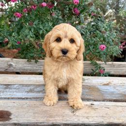 Red - Apricot male Australian Labradoodle puppy in Anderson, California from Shaggy Doodles