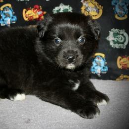Amor - Black & white male Miniature Australian Shepherd puppy in El Dorado Springs, Missouri from HP Aussie Kennels