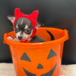 Henry - Black and tan male Chihuahua puppy in Lee Center, New York from Alfheim-Andromeda Chihuahua's (A &A's)