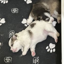 Delilah - Black and white female Pomsky puppy in Fort Myers, Florida from Bluepomski Puppies & Stud Services Of South West Florida