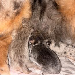 Lavender luther - Lavender male Pomeranian puppy in Fayetteville, North Carolina from Tar-heel Poms