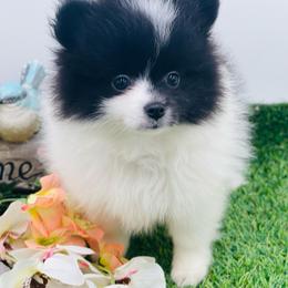 Lila - Black parti female Pomeranian puppy in Douglas, Georgia from Heartland small breeds