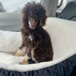Bernedoodle, Bernese Mountain Dog, Cockapoo, Goldendoodle, and Poodle Puppies from Kallams Bernedoodles & Bernese Mountain Dogs