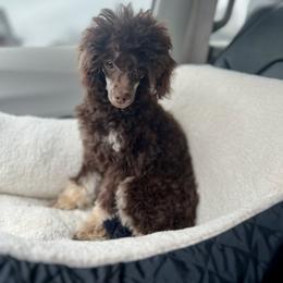 Bernedoodle, Bernese Mountain Dog, Cockapoo, Goldendoodle, and Poodle Puppies from Kallams Bernedoodles & Bernese Mountain Dogs