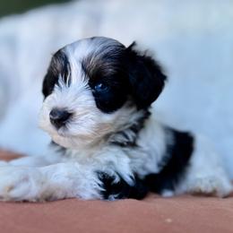 Astrid - Parti female Miniature Schnauzer puppy in La Mirada, California from SchnauzersRus