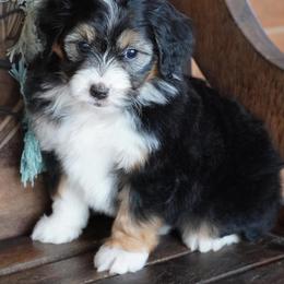 Black Tri Female - Black tri-color female Aussiedoodle puppy in Lawton, Oklahoma from Lindsey’s Aussies