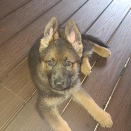 German Shepherd puppies from Little Creek GSD