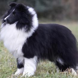 Promise - Shetland Sheepdog