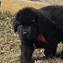 Puppy Boy - Black male Newfoundland puppy in Jamestown, North Dakota from Meriwether Newfoundlands