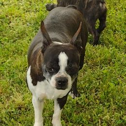 Rebel - Boston Terrier