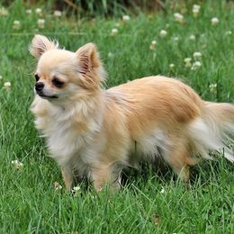 Annie - Chihuahua