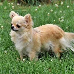 Annie - Chihuahua