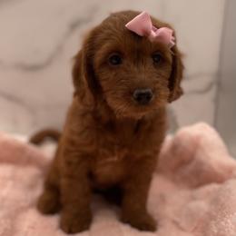 Bella - Red  female Goldendoodle puppy in Kansas City, Kansas from Bella & Ivy’s Mini Goldendoodles of KC