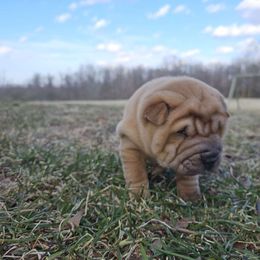 Cosmo - Red fawn Chinese Shar-Pei puppy in Ohio from Sheriff Shar-pei's