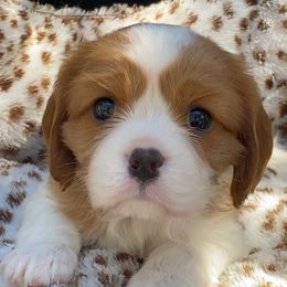 Zara - Blenheim female Cavalier King Charles Spaniel puppy in Broxton, Georgia from Cavalier & Co.