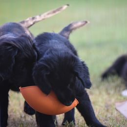 Flat-Coated Retriever Puppies from DesertFire Flat-Coated Retrievers