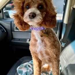 Maggie - Cavapoo