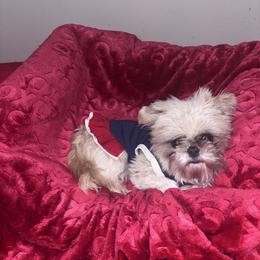 Blossom - Blue and white female Shih Tzu puppy in Chicago, Illinois from Casa de Santiago