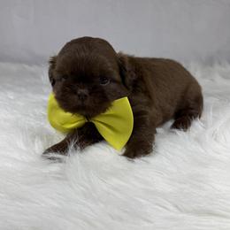 Houston - Chocolate male Shih Tzu puppy in Columbia, Kentucky from Lisa Bandy Luxe Shih Tzu
