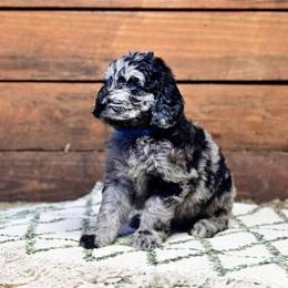 Blue Collar - Merle male Goldendoodle puppy in Ocala, Florida from Hancock Place