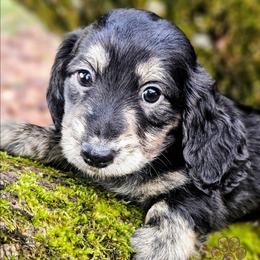Zen - Black and cream female Dachshund puppy in Grants Pass, Oregon from Treasure Dachshunds