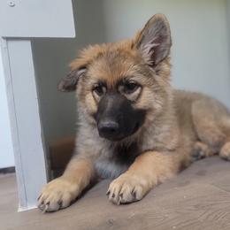 Green Collar - Sable male German Shepherd puppy in Durango, Colorado from Silver Starr Shepherds