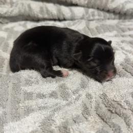 Lola - Black tri female Miniature Australian Shepherd puppy in Dillwyn, Virginia from Sand Creek Toy and Mini aussies