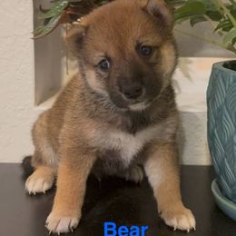 Bear - Sesame male Shiba Inu puppy in Las Vegas, Nevada from GBs Shiba Inu's