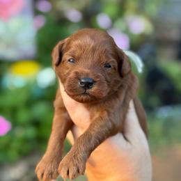 Chase - Red  male Goldendoodle puppy in Wharton, Texas from Little Fur Friends