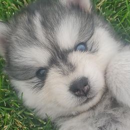 Pomskies from Blue Mountain Pomskies