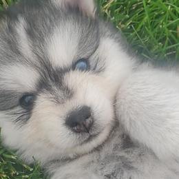 Pomskies from Blue Mountain Pomskies