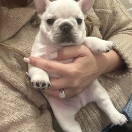 Boy 3 - French Bulldog puppy from J. Taylor Frenchie Family Farms