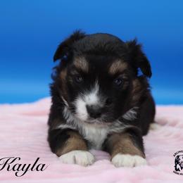 Kayla - Black tri female Miniature Australian Shepherd puppy in Weeki Wachee, Florida from Arlington's Mini Aussies