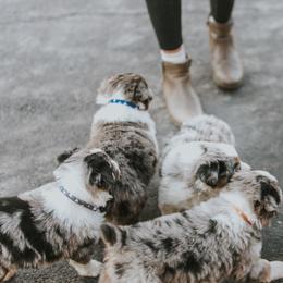 Australian Shepherd Puppies from Louvre Australian Shepherds