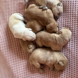 Boy 5 - Yellow male Labrador Retriever puppy in Ranchita, California from Pacific Crest Labradors