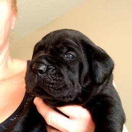 Cleopatra, Girl 2 / Pick 1 female - Cane Corso puppy from Northgold Cane Corso